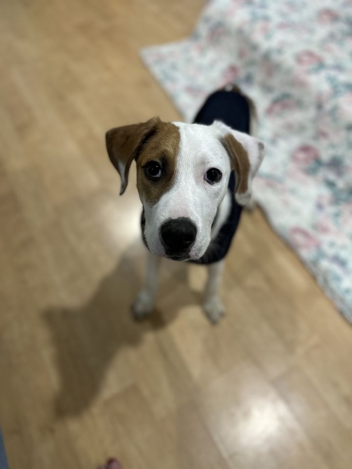 Toby 4