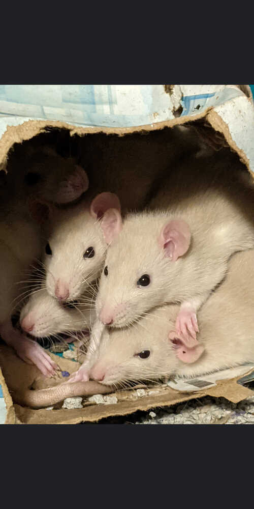 Ask About Our Available Rats! BORN 1-31-23