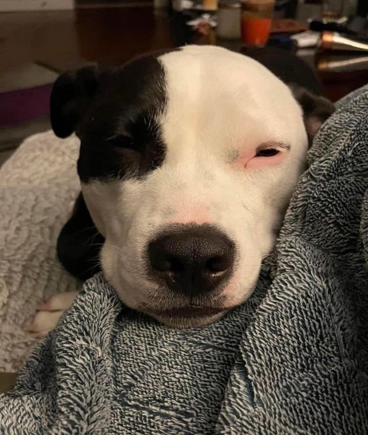 Ferdinand - AVAILABLE 4
