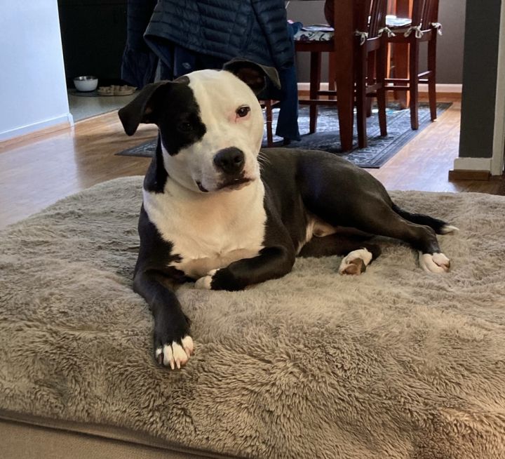 Ferdinand - AVAILABLE 5