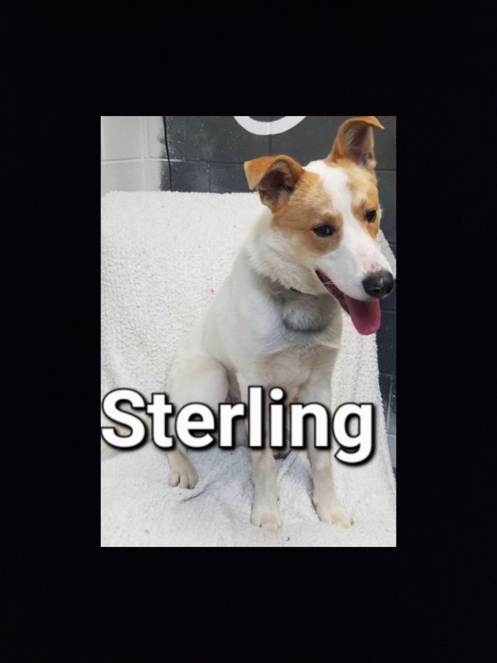 Sterling 1
