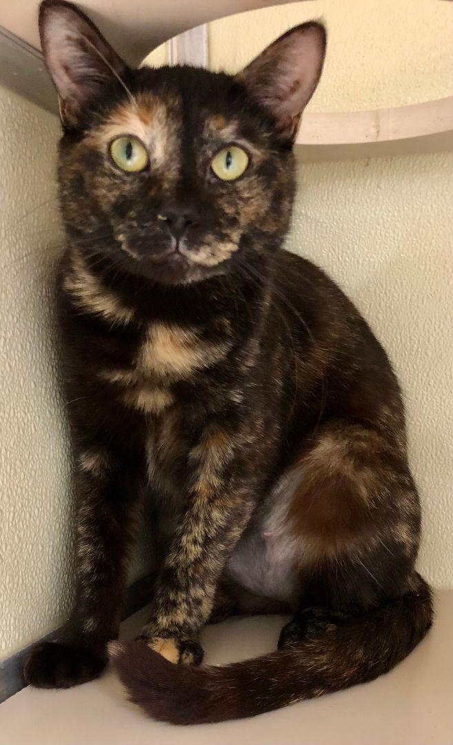 Patch, an adoptable Tortoiseshell & Domestic Short Hair Mix in Blackwood, NJ_image-2