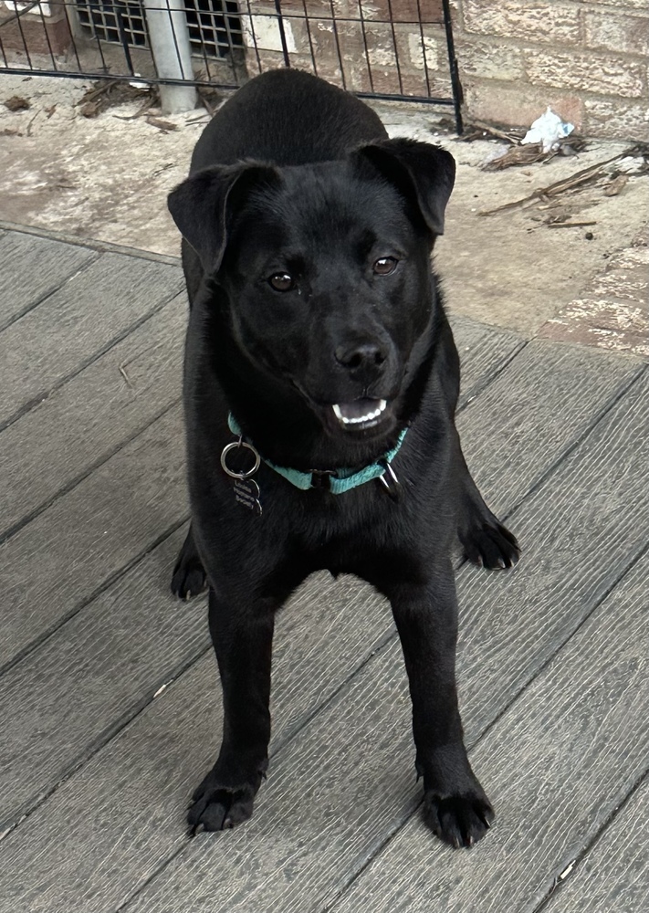 Robyn, an adoptable Labrador Retriever & Chow Chow Mix in Louisa, VA_image-2