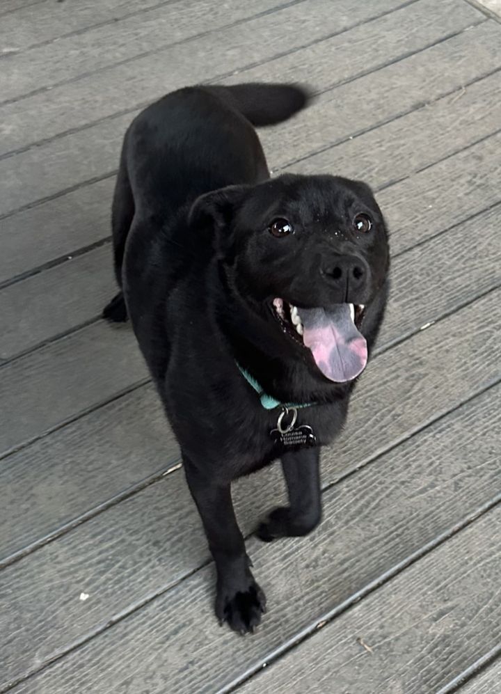 Robyn, an adoptable Labrador Retriever & Chow Chow Mix in Louisa, VA_image-3