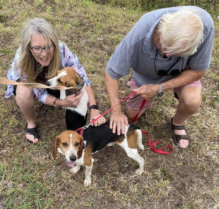 Byron, an adoptable Beagle in Tampa, FL_image-1