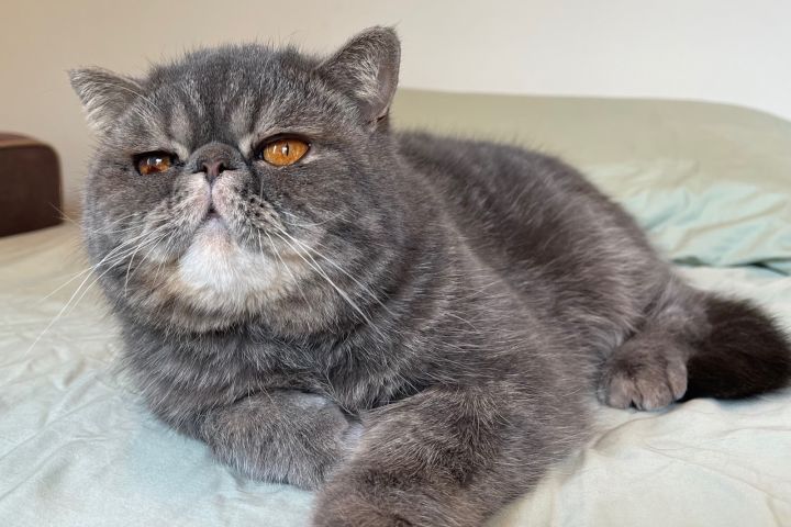 Toby, an adopted Exotic Shorthair in Davis, CA_image-3