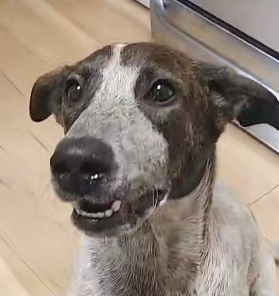 can a australian cattle dog and a italian greyhound be friends