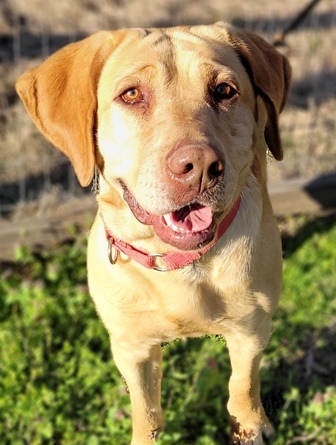 yellow lab puppies with pink noses