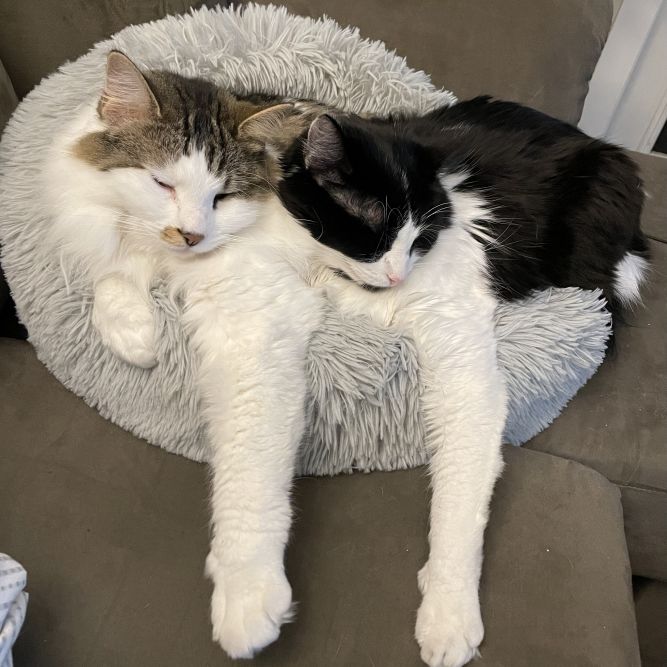 Yoda and Dante