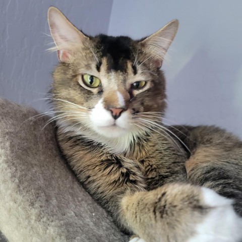 Wally, an adoptable Domestic Medium Hair in Las Vegas, NV, 89122 | Photo Image 1