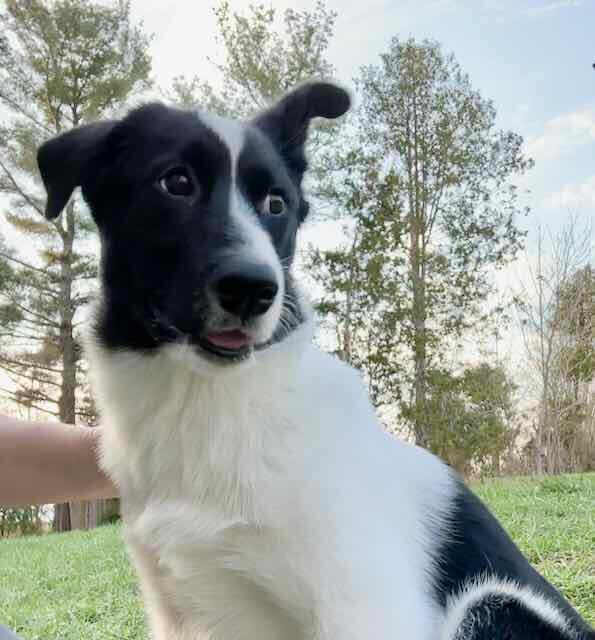 Neo, an adoptable Border Collie in Lisle, ON_image-1