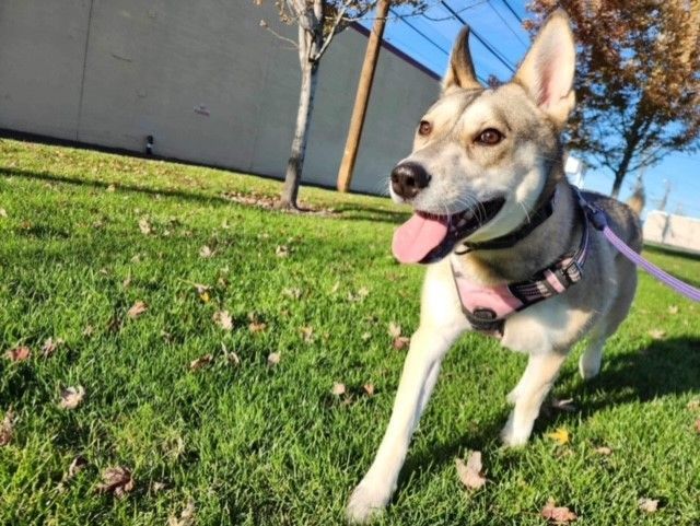 Willow, an adoptable Husky in Ephrata, WA, 98823 | Photo Image 1