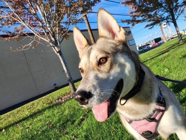 Willow, an adoptable Husky in Ephrata, WA, 98823 | Photo Image 3