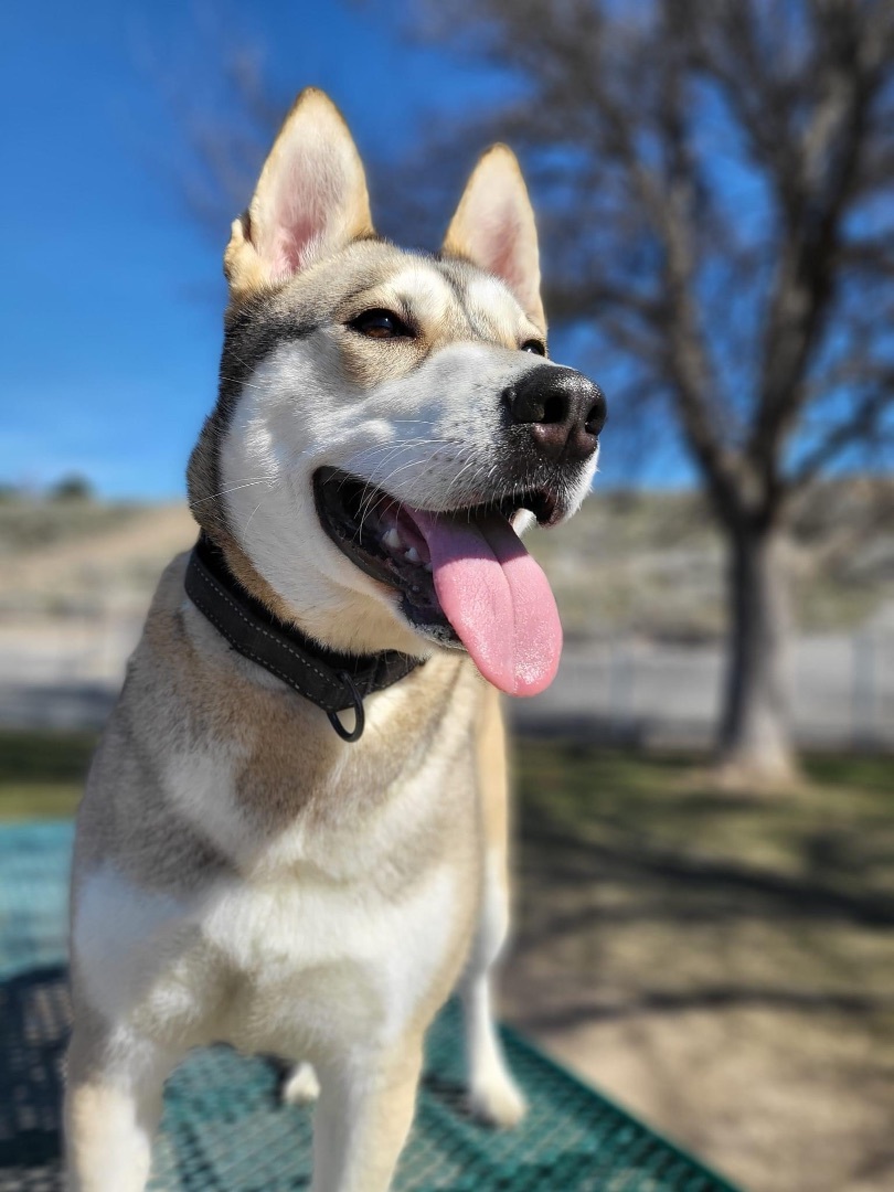 Willow, an adoptable Husky in Ephrata, WA, 98823 | Photo Image 4