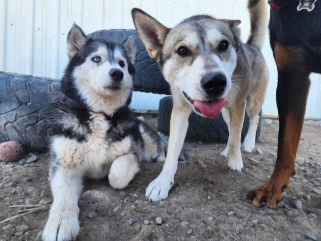 Willow, an adoptable Husky in Ephrata, WA, 98823 | Photo Image 5