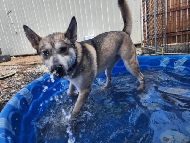 Willow, an adoptable Husky in Ephrata, WA, 98823 | Photo Image 6