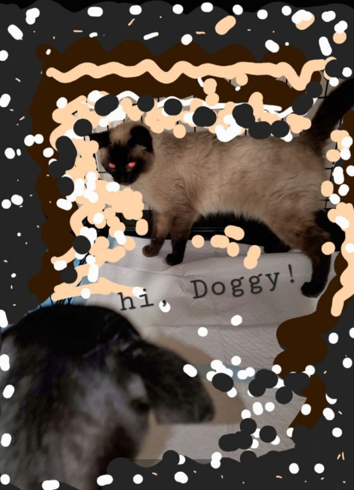 Chocolate Eclair the Siamese 4