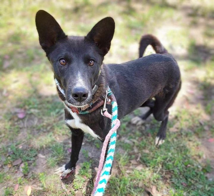 Jindo store collie mix