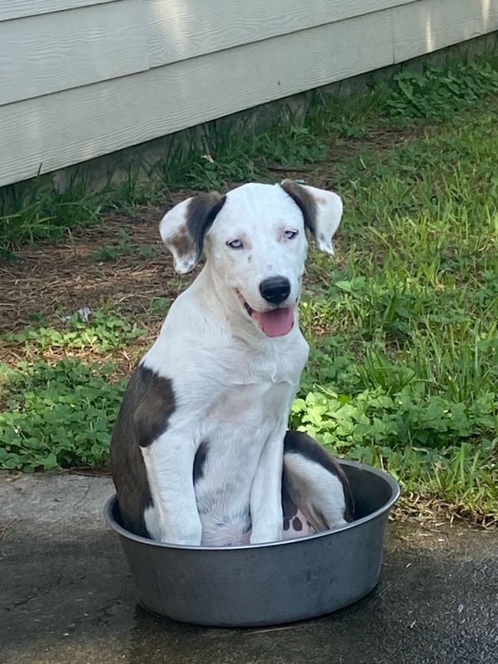 Eva, an adoptable Labrador Retriever & Pit Bull Terrier Mix in Columbus, OH_image-2
