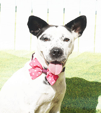 Billie, an adoptable Labrador Retriever Mix in Castro Valley, CA_image-2
