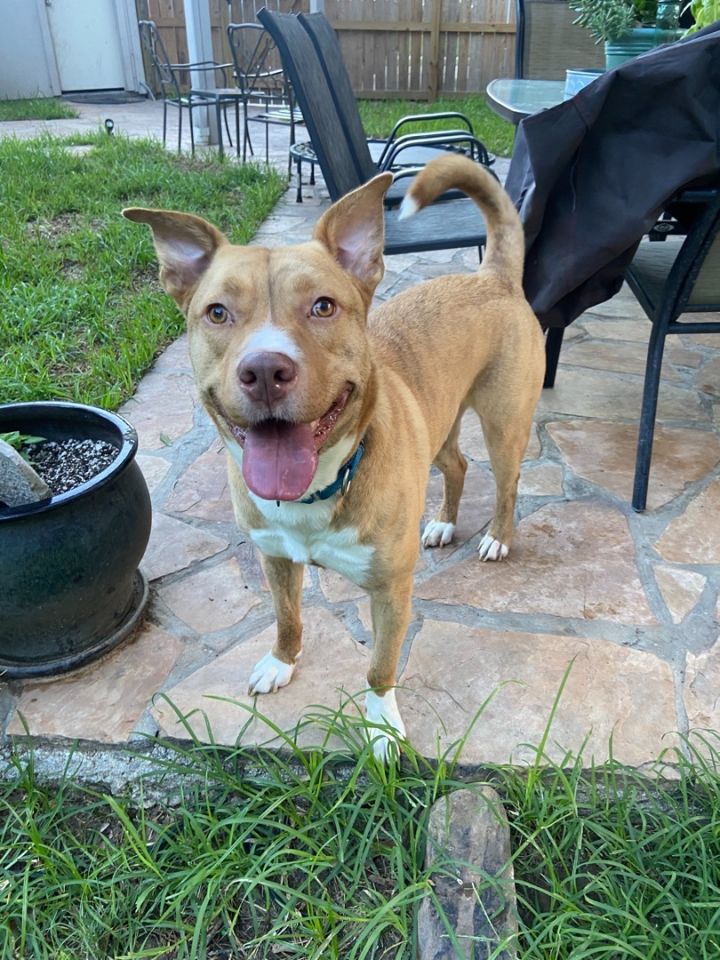 Yoda, an adoptable Pit Bull Terrier & Basenji Mix in Rye, NY_image-2