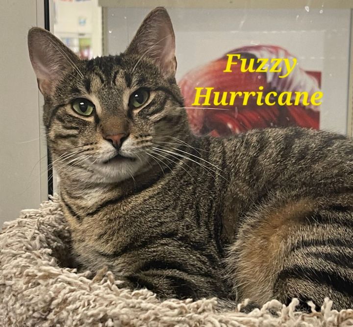 Fuzzy Hurricane 2