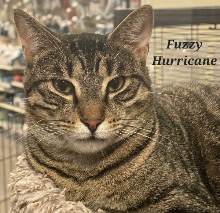 Fuzzy Hurricane, an adoptable Domestic Short Hair in Oakville, ON_image-1