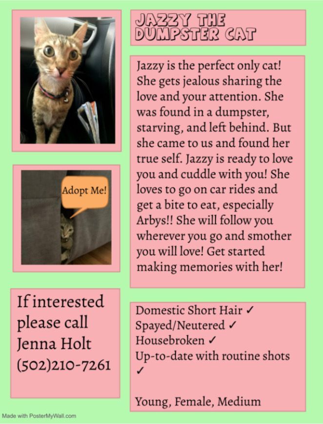 Jazzy, an adoptable American Shorthair in Louisville, KY_image-1