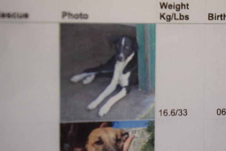 Milo (Pinto), an adoptable Labrador Retriever Mix in Pahrump, NV_image-1