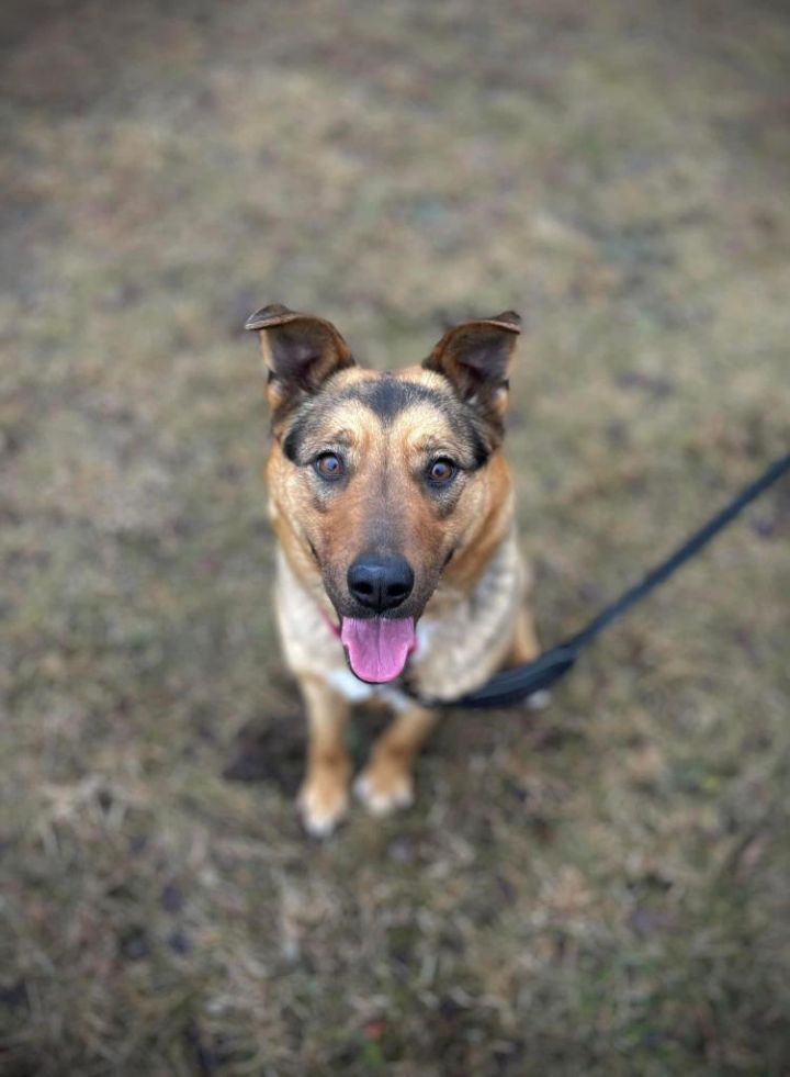Posey, an adoptable Mixed Breed in Dearborn, MI_image-2