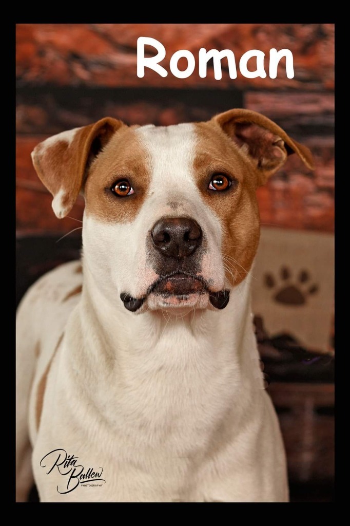 Roman, an adoptable Labrador Retriever & Pit Bull Terrier Mix in Miami, OK_image-2