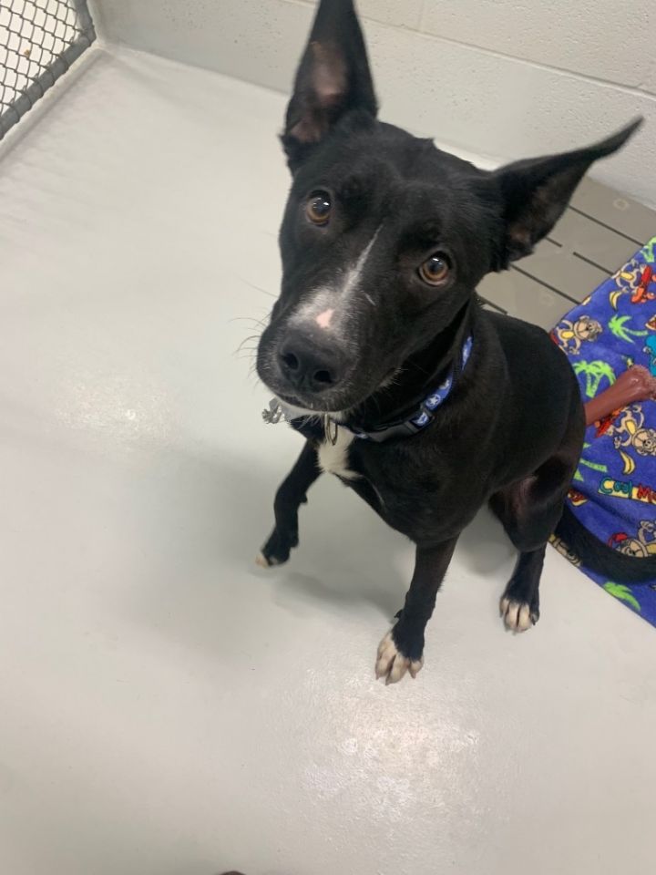 OCTAVIA, an adoptable Border Collie & Pit Bull Terrier Mix in Sandusky, OH_image-2