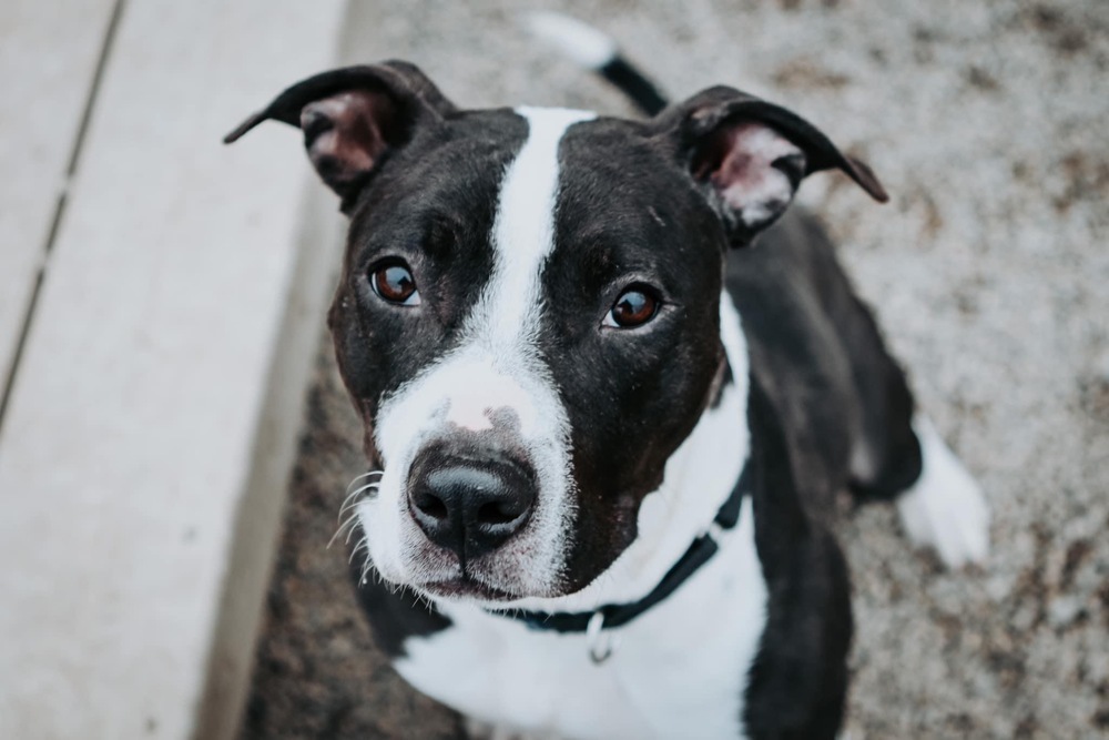 Tinsel, an adoptable Pit Bull Terrier in Deerfield, MI, 49238 | Photo Image 1