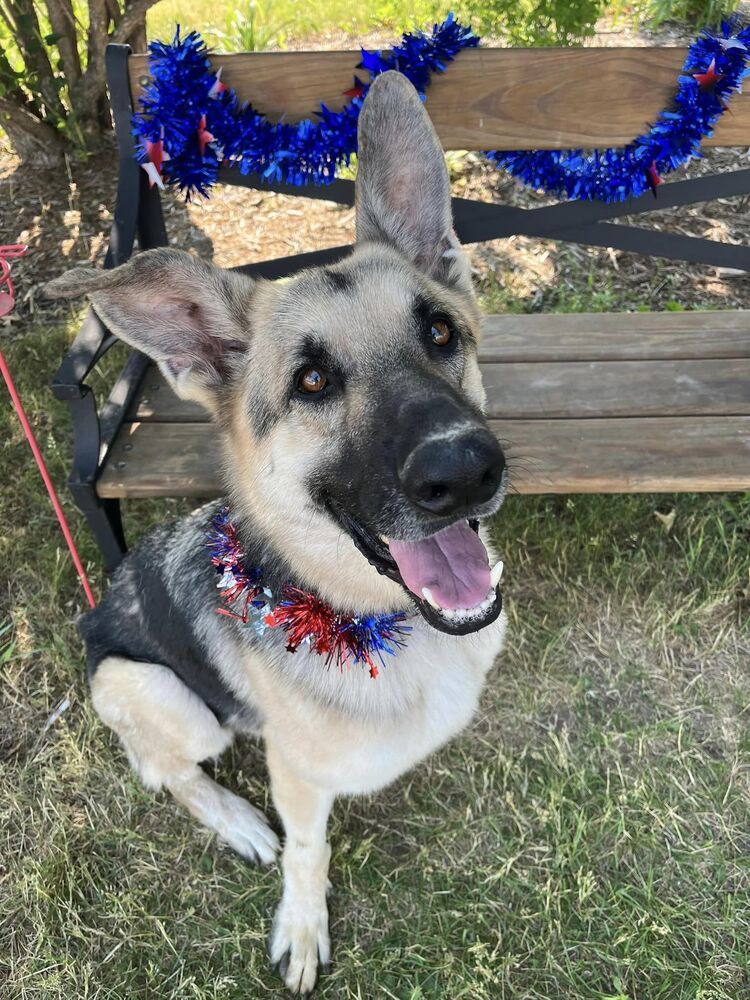 Leo, an adoptable German Shepherd Dog in Suamico, WI, 54173 | Photo Image 1