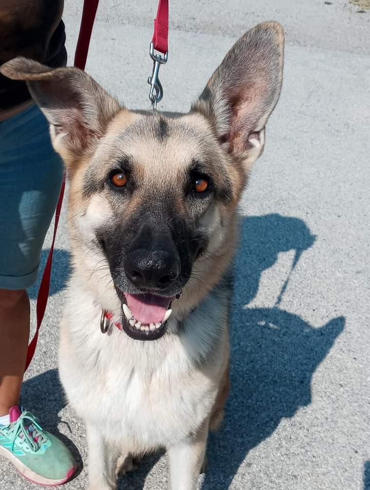 Leo, an adoptable German Shepherd Dog in Suamico, WI, 54173 | Photo Image 2