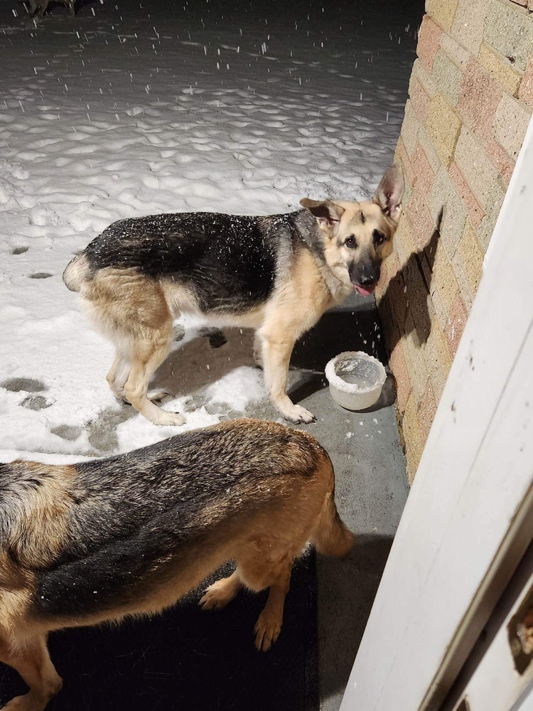 Leo, an adoptable German Shepherd Dog in Suamico, WI, 54173 | Photo Image 3