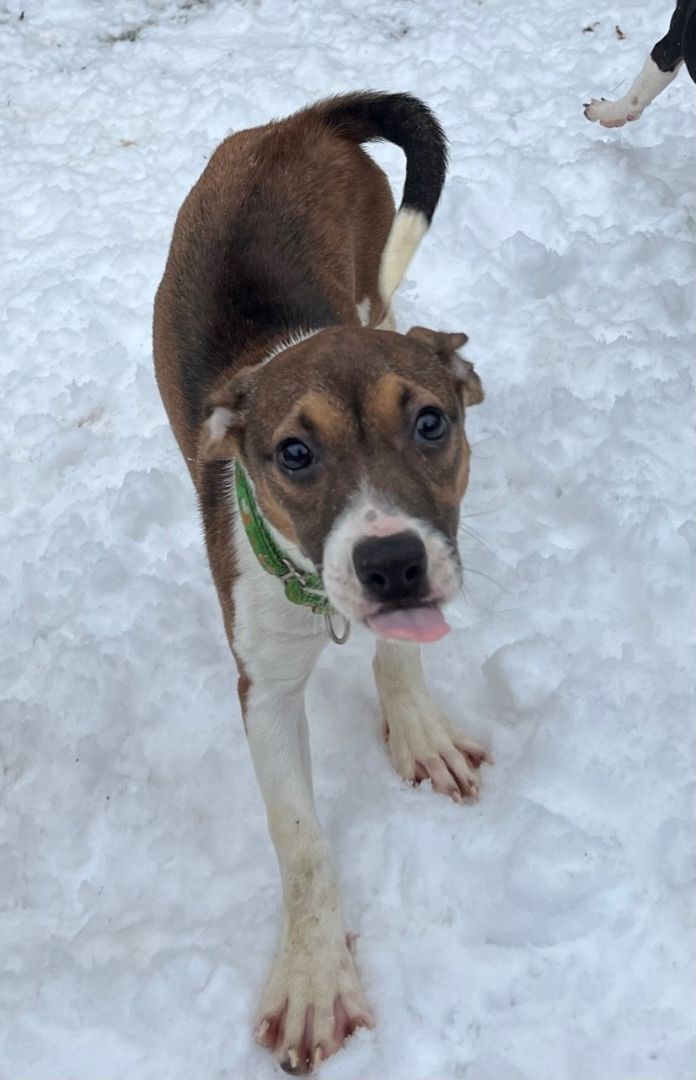 Dog for adoption - Lovelace, a Dachshund & Hound Mix in Lindenhurst, NY ...