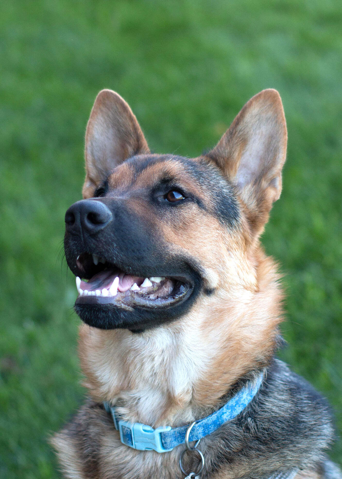 D'arce, an adoptable German Shepherd Dog, Chow Chow in West Richland, WA, 99353 | Photo Image 1