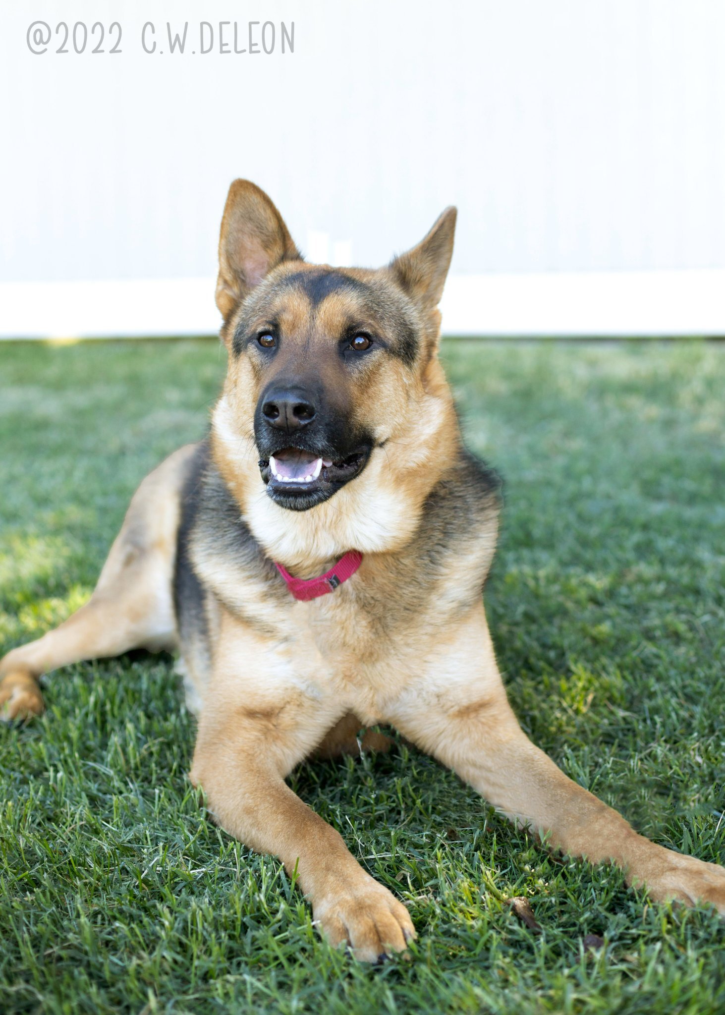 D'arce, an adoptable German Shepherd Dog, Chow Chow in West Richland, WA, 99353 | Photo Image 4