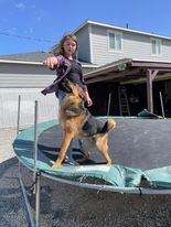 D'arce, an adoptable German Shepherd Dog, Chow Chow in West Richland, WA, 99353 | Photo Image 3