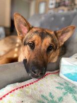 D'arce, an adoptable German Shepherd Dog, Chow Chow in West Richland, WA, 99353 | Photo Image 5