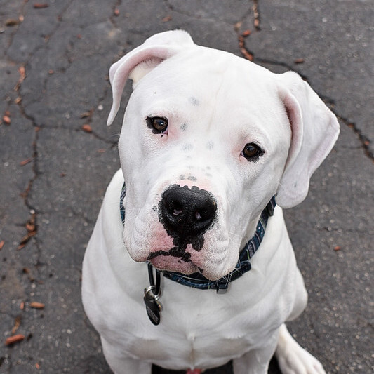 Dogo Argentino beautiful animal  Dogo argentino dog, Dogs, Dog