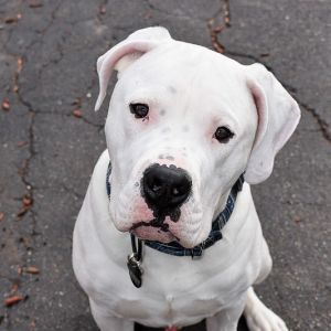 Michigan Baseball on X: Last chance to register your pup for Bark in the  Park this weekend! We're also partnering with Buster Foundation, a local  dog rescue, and asking fans to bring