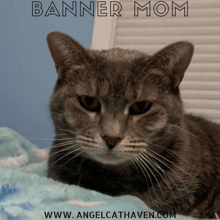 Banner Mom (Freda), an adoptable American Bobtail in Plainville, MA_image-1