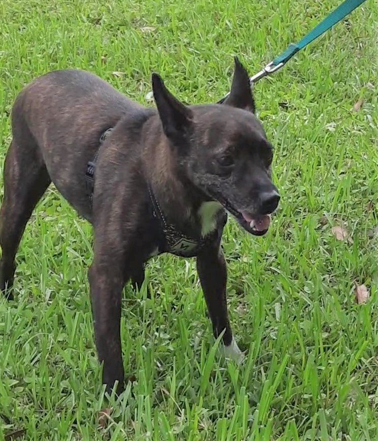 Dempsey, an adoptable Terrier in Lafayette, LA, 70505 | Photo Image 3