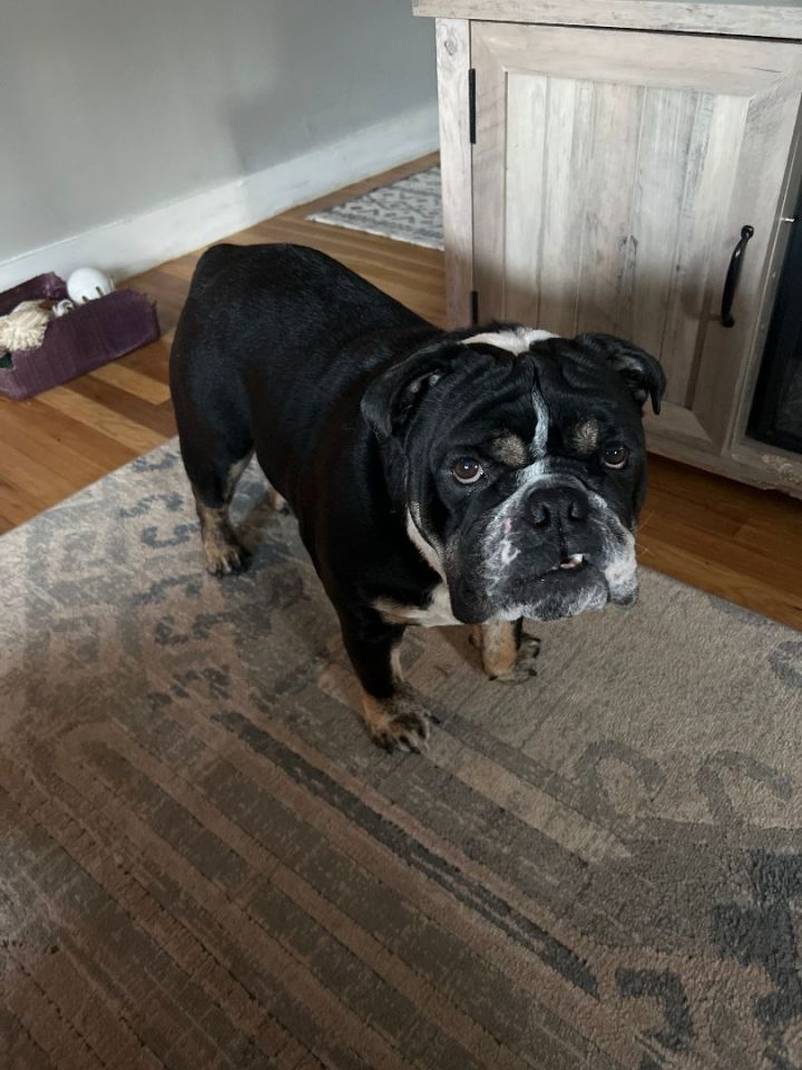 Cashious, an adoptable English Bulldog in Williston, VT_image-1