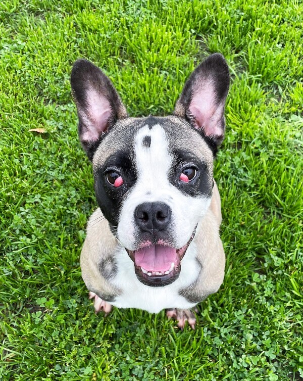 R256144 / Pebbles 2