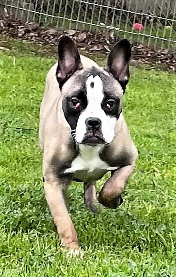 R256144 / Pebbles 6