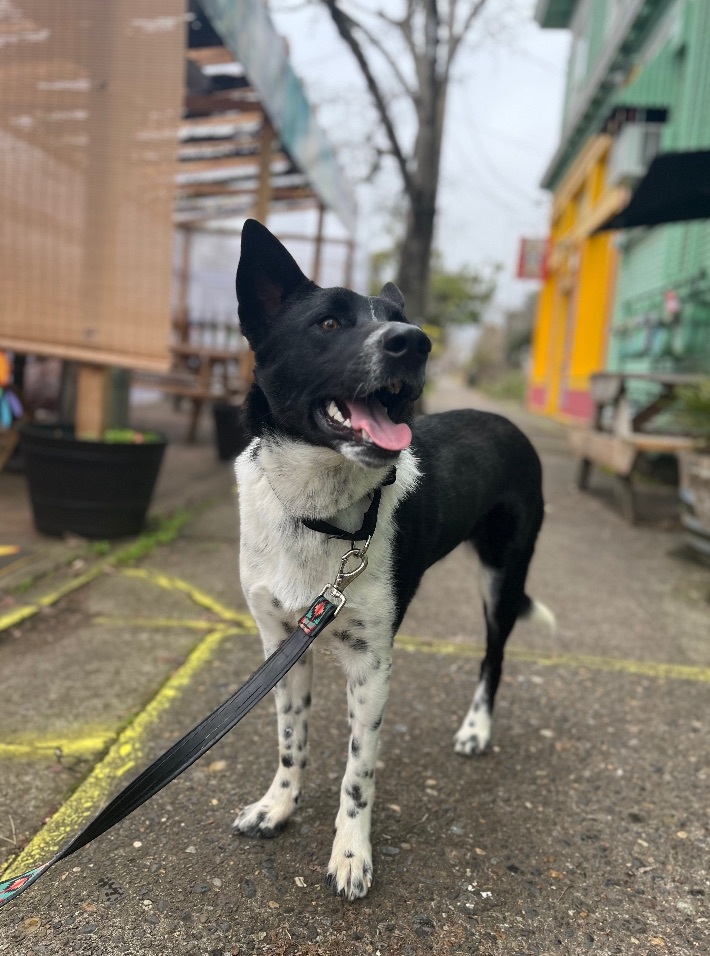 Marrow, an adoptable Border Collie Mix in Portland, OR_image-1