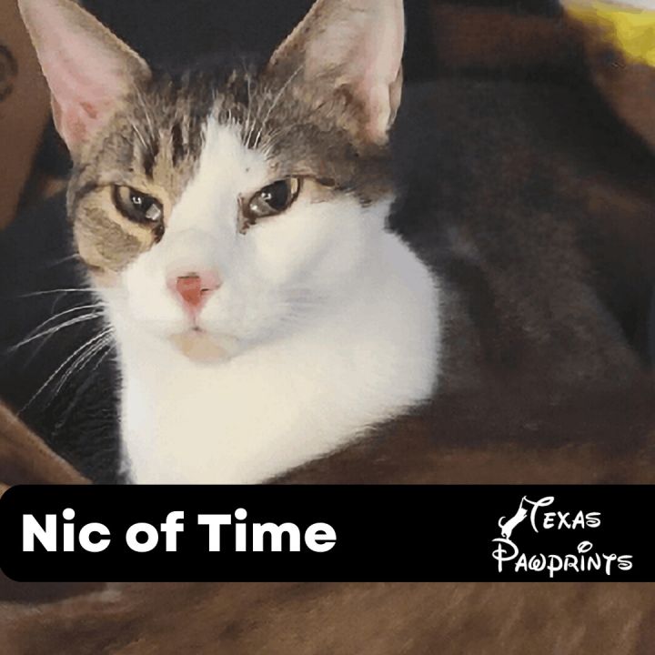 Nic of TIme, an adoptable Domestic Short Hair & Tabby Mix in Dallas, TX_image-1